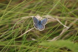 plebejus argus buzau