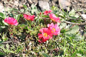portulaca grandiflora buzau