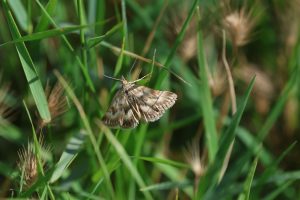 pyrausta despicata buzau