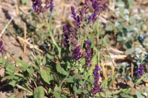 salvia nemorosa buzau (2)