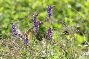 salvia nemorosa buzau