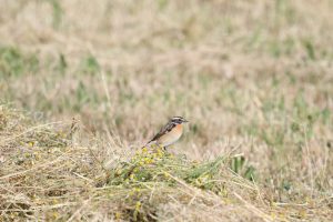 saxicola rubetra – mărăcinar mare buzau