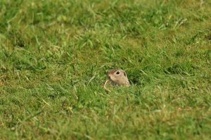 spermophilus citellus popândău buzau (2)