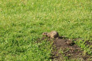spermophilus citellus popândău buzau (3)