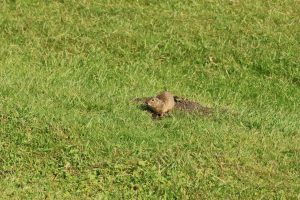 spermophilus citellus popândău buzau