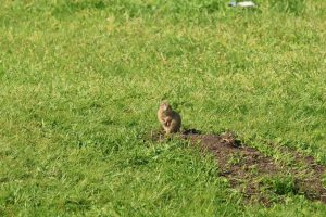 spermophilus citellus popândău buzau (4)