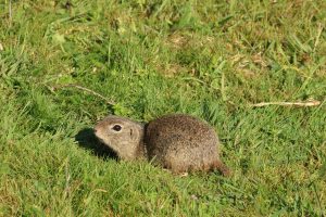 spermophilus citellus popândău buzau (5)