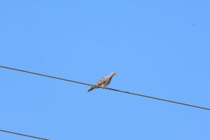 streptopelia turtur – turturica buzau