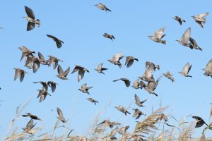 sturnus vulgaris graur buzau