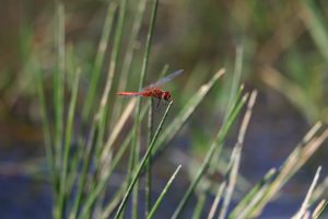 sympetrum fonscolombii buzau (2)
