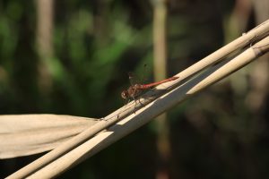 sympetrum fonscolombii buzau