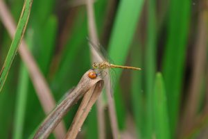 sympetrum meridionale și coccinella septempunctata buzau