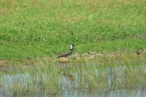 vanellus vanellus nagâţ buzau