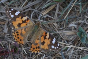 vanessa cardui buzau