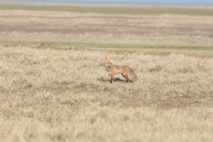 vulpes vulpes vulpe buzau